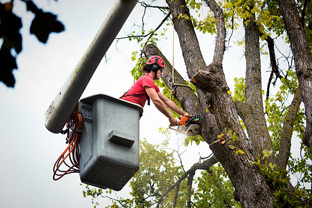  Fort Morgan, CO Tree Services Pros